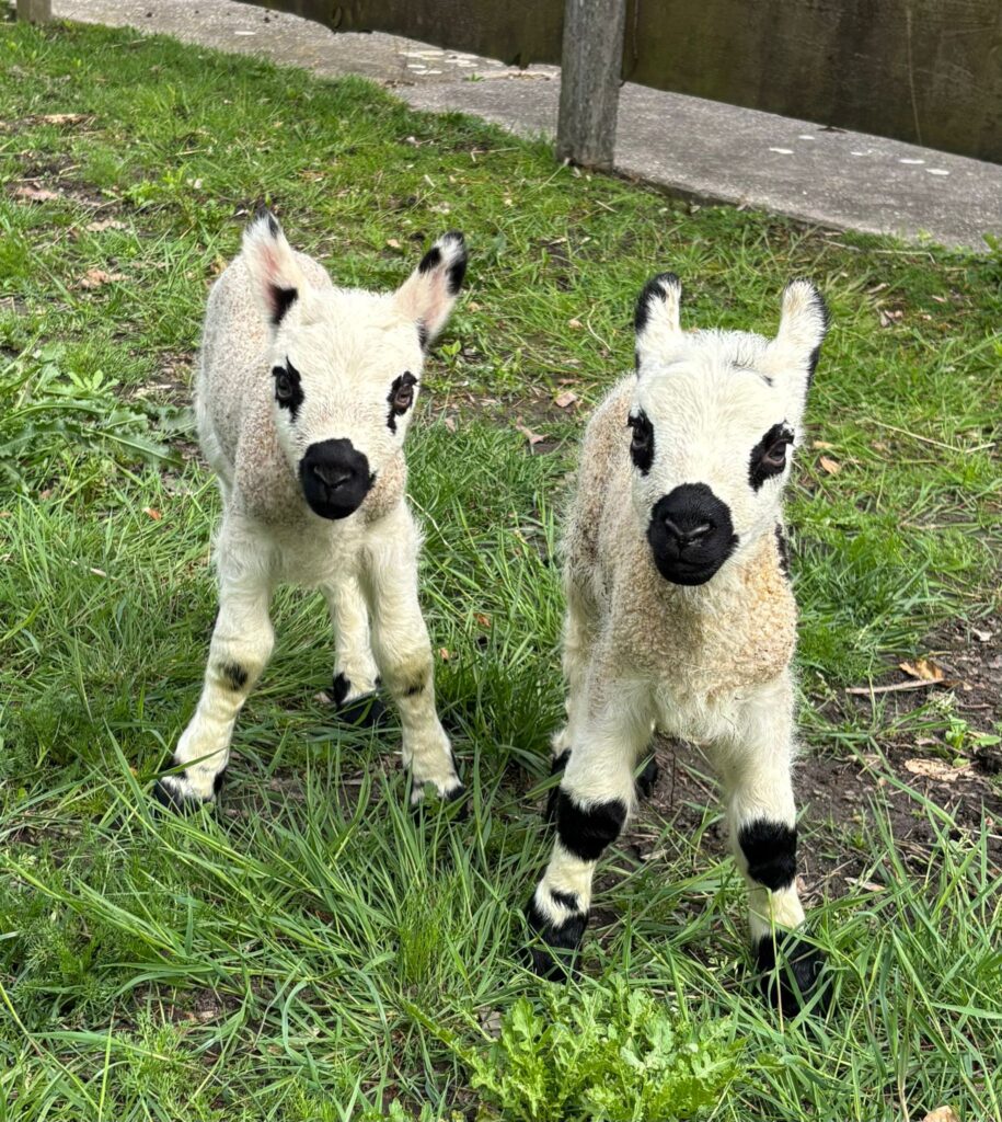 Twins